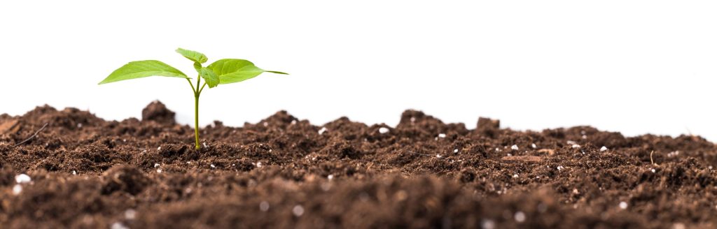 Young plant isolated on white