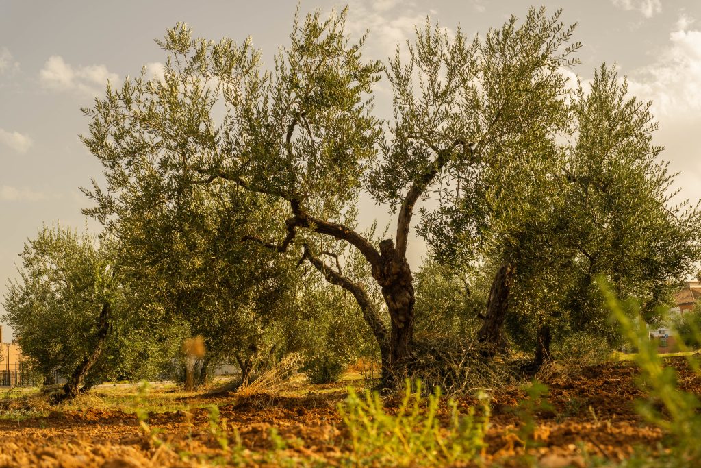 A closeup shot of an old big tree with smaller trees on the background in a daytime