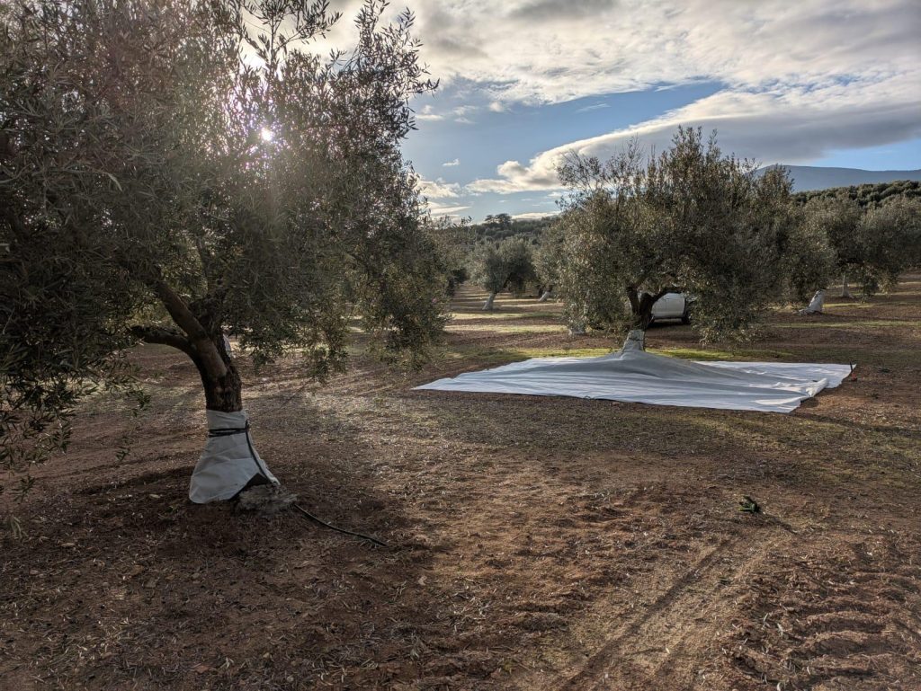 Desarrollan una malla andaluza que mejora la retención del agua en el suelo y reduce el estrés hídrico del olivo